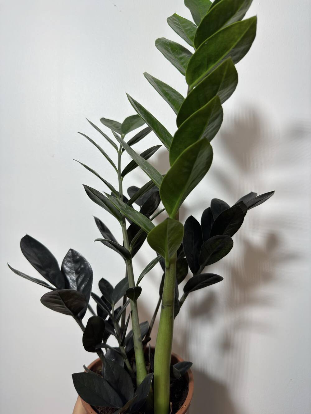 Zamioculcas Raven