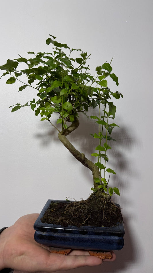 Bonsai Ligustrum - www.augi - plants.lv