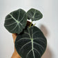 Alocasia 'Black Velvet'