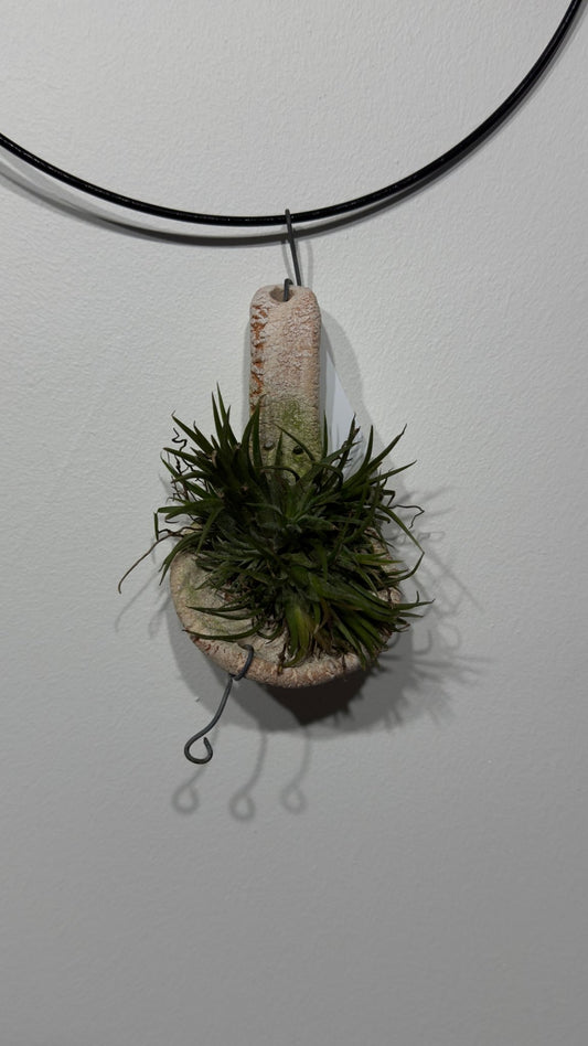 Gaisa augs Tillandsia Air plant 10 - www.augi - plants.lv