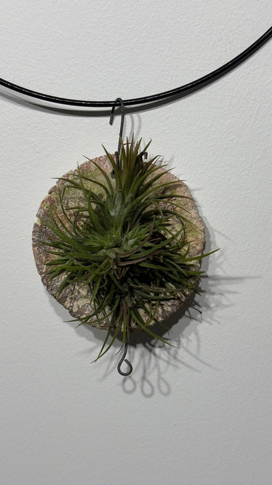 Gaisa augs Tillandsia Air plant 12 - www.augi - plants.lv