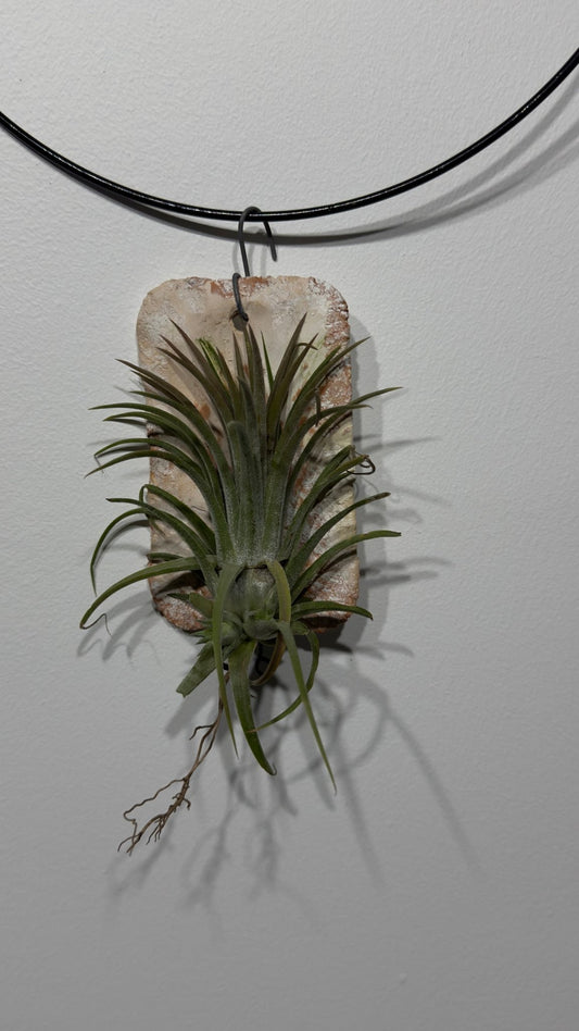 Gaisa augs Tillandsia Air plant 6 - www.augi - plants.lv