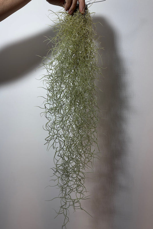 Gaisa augs Tillandsia Usneoides Air plant - www.augi - plants.lv