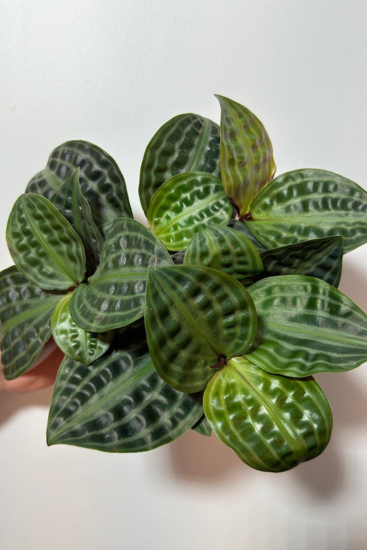 Geogenanthus Midnight Pearl - www.augi - plants.lv