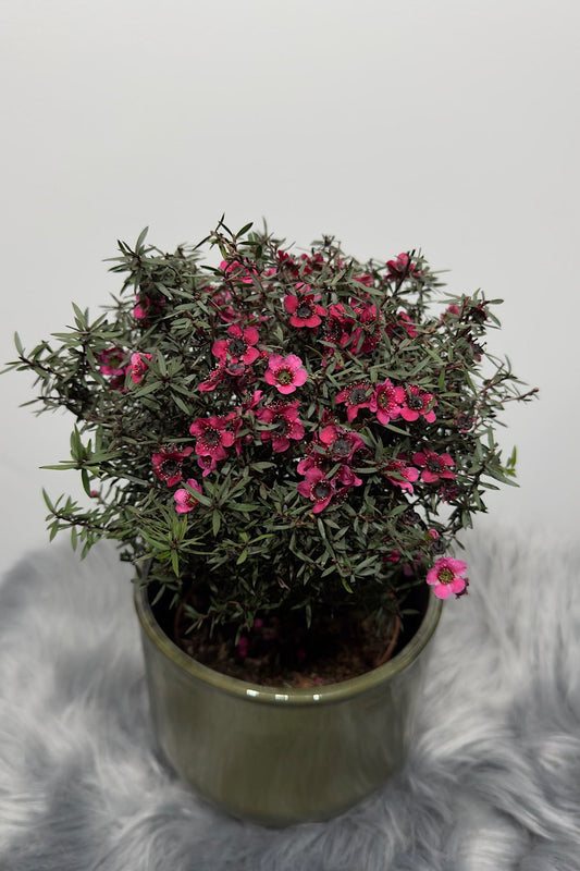 Leptospermum Scoparium - www.augi - plants.lv