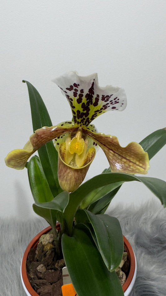 Orhideja Paphiopedilum Amerika 2 - www.augi - plants.lv