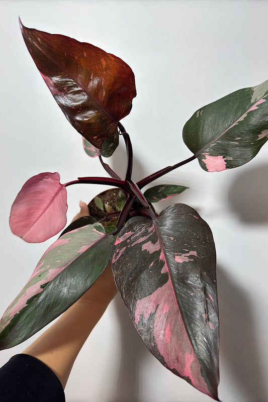 Philodendron Pink Princess - www.augi - plants.lv