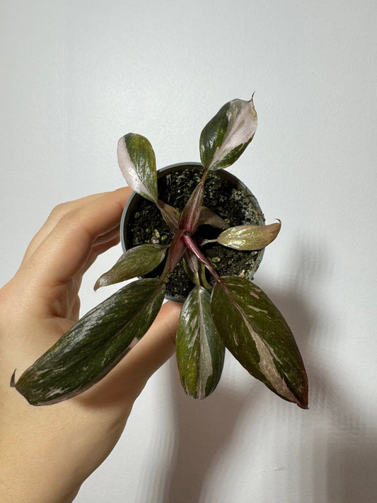 Philodendron Pink Princess Marble - www.augi - plants.lv