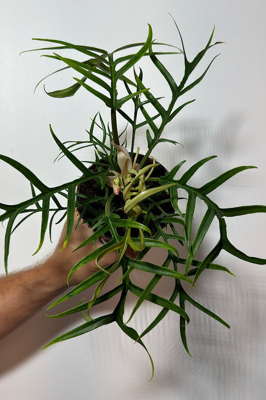 Philodendron Tortum - www.augi - plants.lv