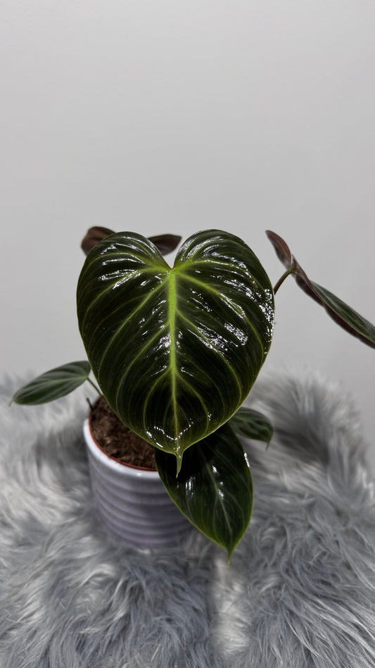 Philodendron verrucosum Choco Red - www.augi - plants.lv