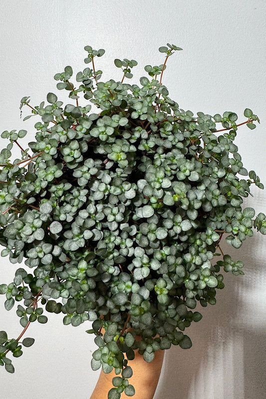 Pilea Glaucophylla Greyzy - www.augi - plants.lv