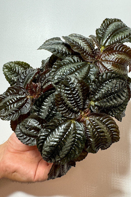 Pilea Norfolk - www.augi - plants.lv