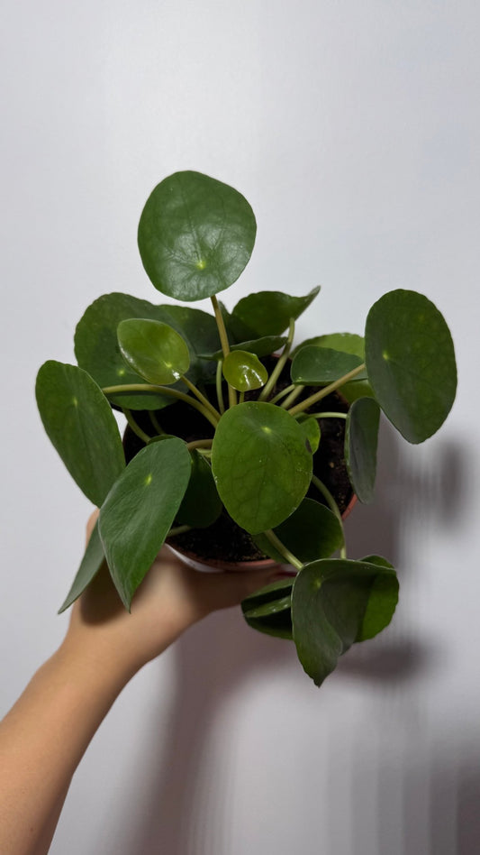 Pilea Peperomoides - www.augi - plants.lv