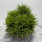 Rhipsalis 2 - www.augi - plants.lv