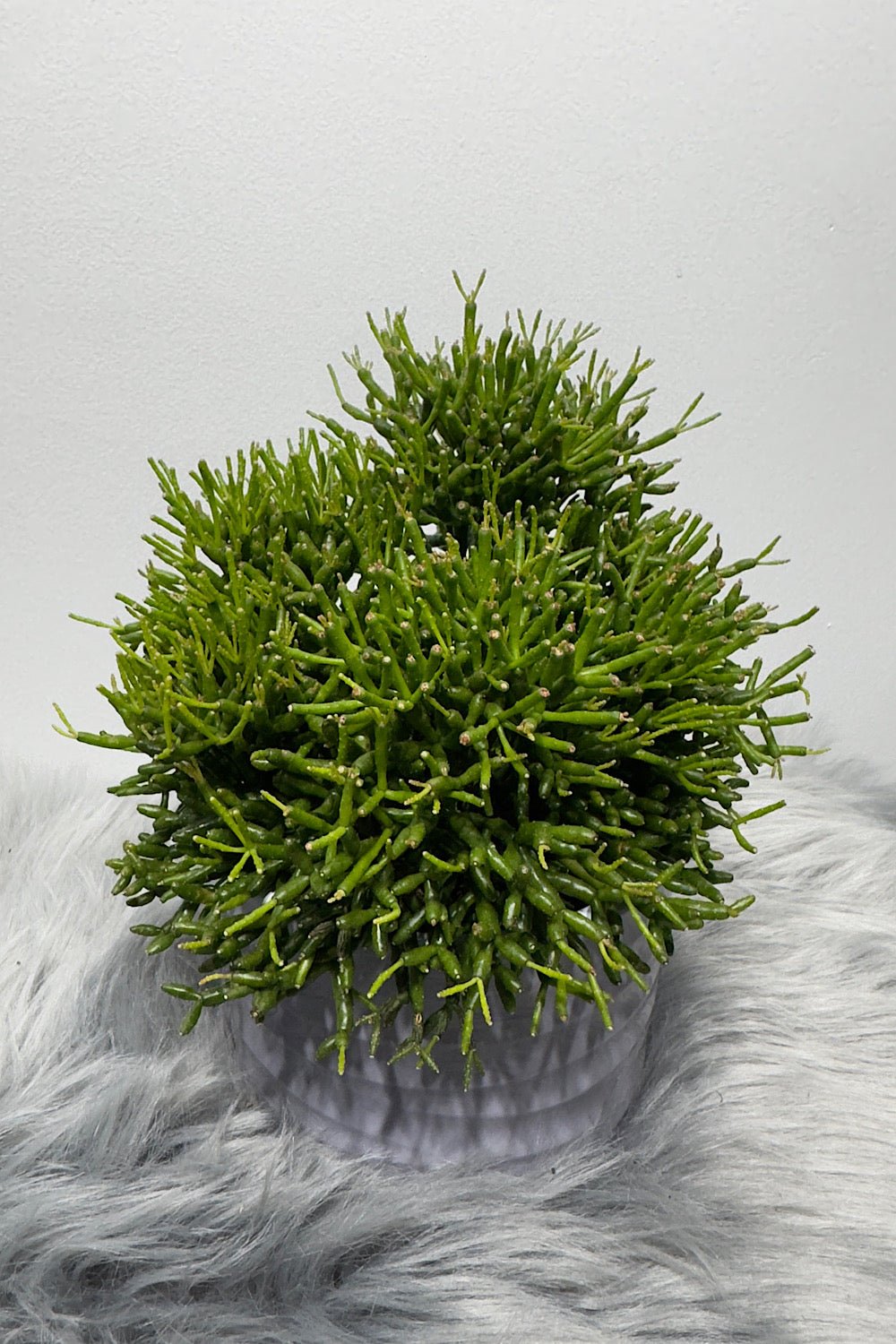 Rhipsalis 2 - www.augi - plants.lv