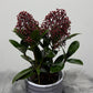 Skimmia Rubella - www.augi - plants.lv