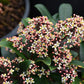 Skimmia Rubella - www.augi - plants.lv