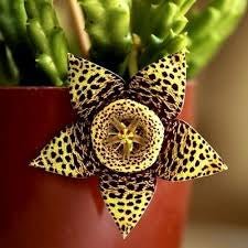 Stapelia Variegata - www.augi - plants.lv